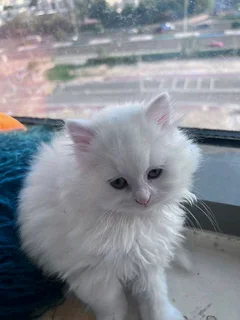 Female Persian Kitten