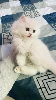 Pure Persian Kitten