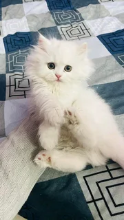 Persian Chinchilla Kitten
