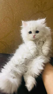 Female Triple Coated Persian Kitten