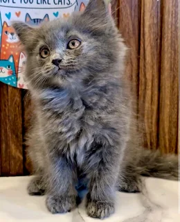 Male Triple Coated Persian Kitten