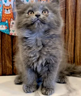 Persian Chinchilla Kitten