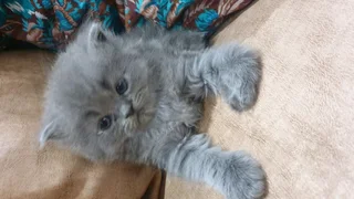 Pure Persian Kitten