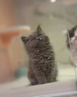 Babydoll Face Persian Kitten