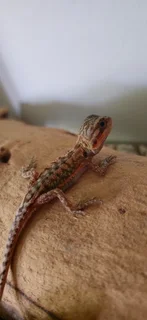 Transluscent baby bearded dragons