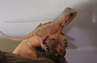 Transluscent baby bearded dragons