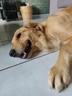 Pure bred Golden retriever female for sale (2 years old)