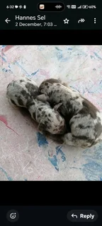 Miniatuur Worshondjies