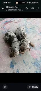 Miniatuur Worshondjies