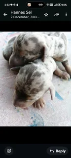 Miniatuur Worshondjies