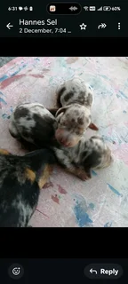 Miniatuur Worshondjies