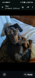 Miniatuur Worshondjies