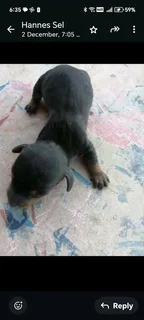 Miniatuur Worshondjies