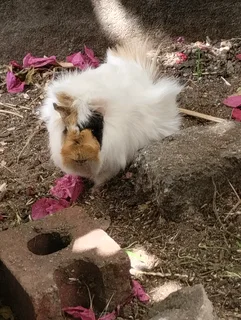 Abyssinian guinea pig pups for sale