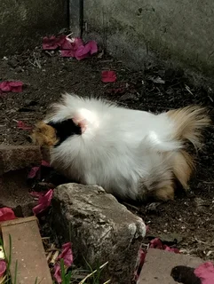 Abyssinian guinea pig pups for sale