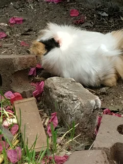 Abyssinian guinea pig pups for sale