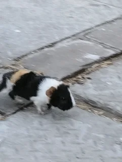 Abyssinian guinea pig pups for sale