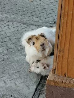 Abyssinian guinea pig pups for sale