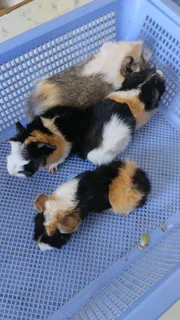 Abyssinian guinea pig pups for sale