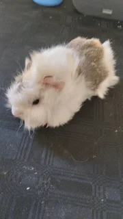 Abyssinian guinea pig pups for sale