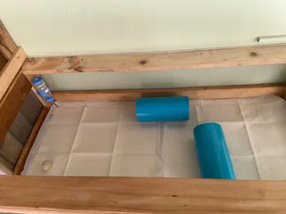 Guinea pigs for sale