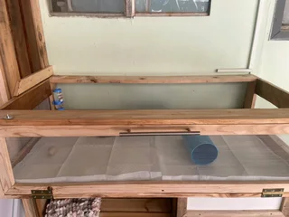 Guinea pigs for sale