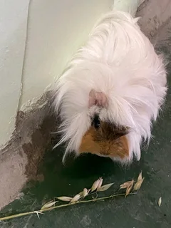 Guinea pigs for sale
