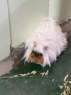 Guinea pigs for sale