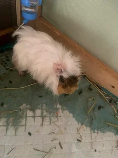 Guinea pigs for sale