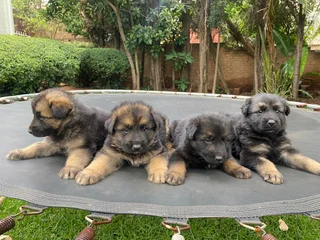 German Shepherd Puppies