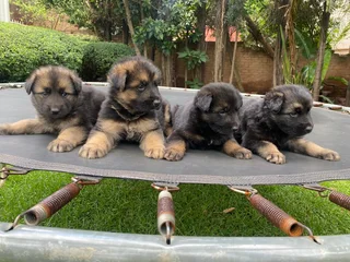 German Shepherd Puppies