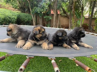 German Shepherd Puppies