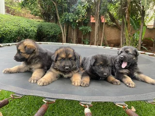 German Shepherd Puppies