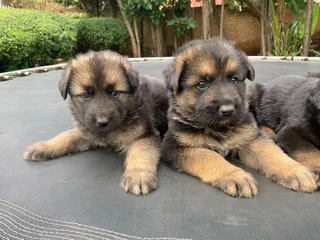 German Shepherd Puppies