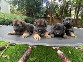 German Shepherd Puppies