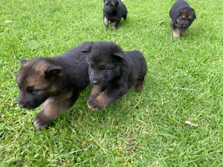 German Shepherd Puppies