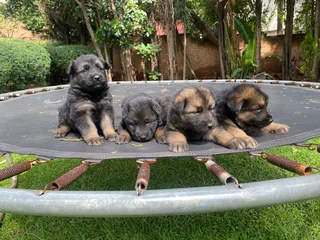 German Shepherd Puppies