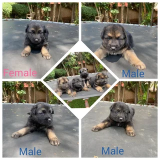 German Shepherd Puppies