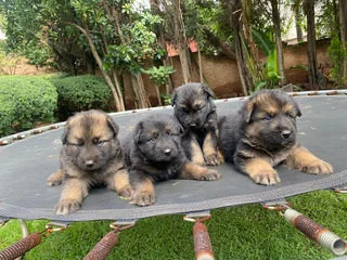 German Shepherd Puppies