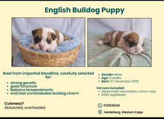 English Bulldog puppies