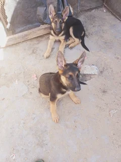 German shepherd puppies