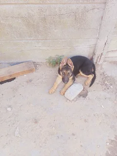 German shepherd puppies