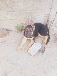 German shepherd puppies