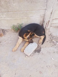 German shepherd puppies