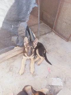German shepherd puppies