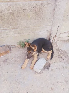 German shepherd puppies