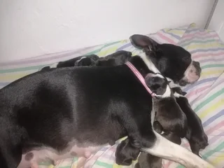 Frenchton Puppies For Sale"last Chance "