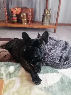 Frenchton puppies for sale