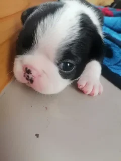 Frenchton puppies for sale