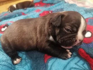 Frenchton puppies for sale